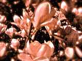 [Image: S-roff logo -- magnolia night]